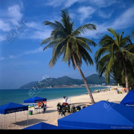 海景海滩椰子树图片