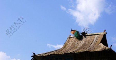 屋顶上的孔雀图片