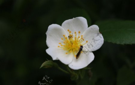 白花黄蕊和昆虫图片
