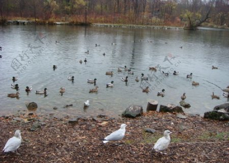 湿地小白鸽图片