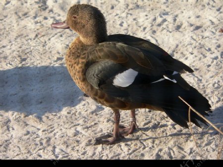 马岛麻斑鸭图片