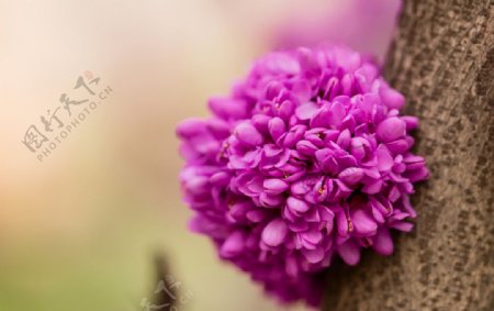 紫荆花开图片