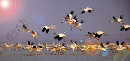 鄱阳湖候鸟图片