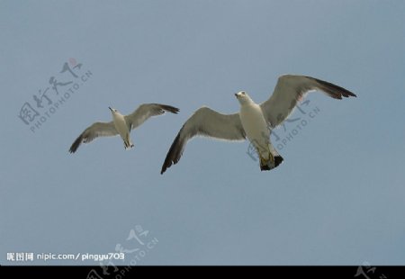 两只飞翔的海鸥图片