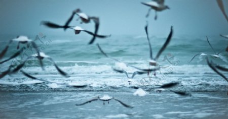 海浪和海鸥图片
