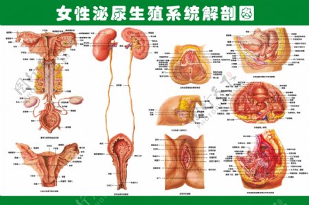 女性泌尿系统图图片