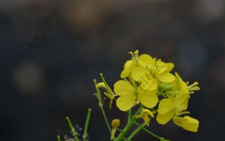 油菜花图片