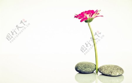 鹅卵石鲜花背景图片