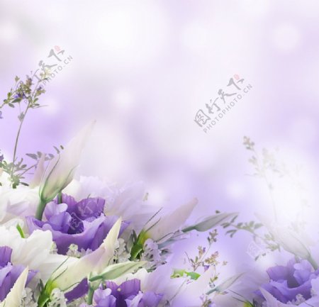 紫色小清新背景图片
