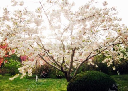 旅顺樱花树图片