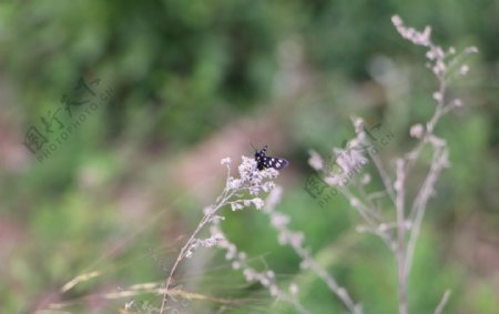 枯草上的黑蝴蝶图片