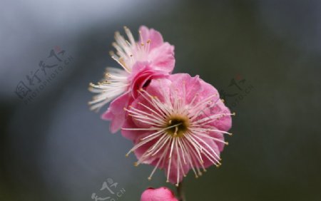 红梅花图片