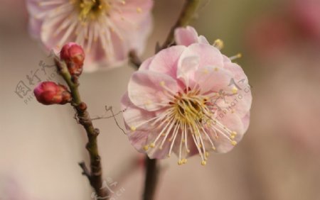 粉红梅花图片