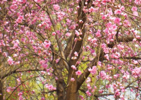 春天粉色的樱花树图片