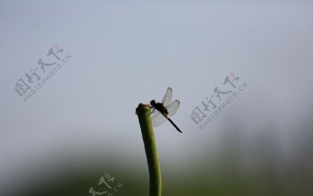 蜻蜓独影图片