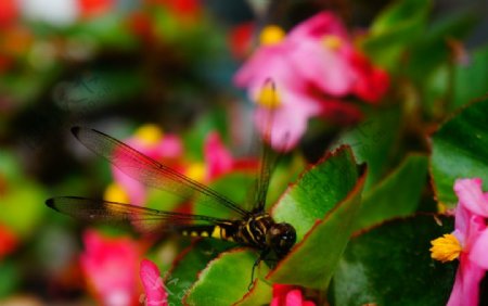 蜻蜓海棠花图片