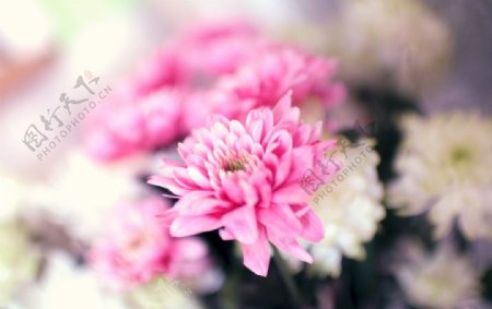 粉红花图片
