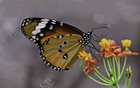 采食的虎斑蝶图片
