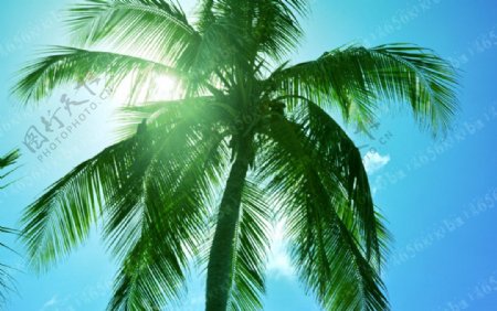 阳光椰树蓝天图片