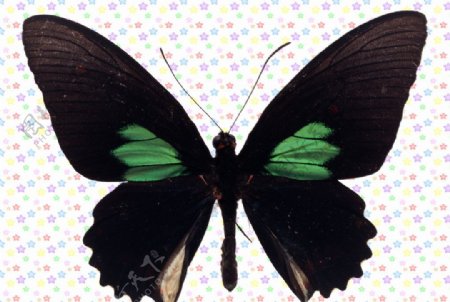 绿斑黑蝴蝶图片