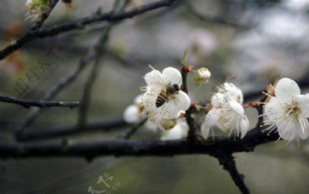 蜜蜂采梅花图片