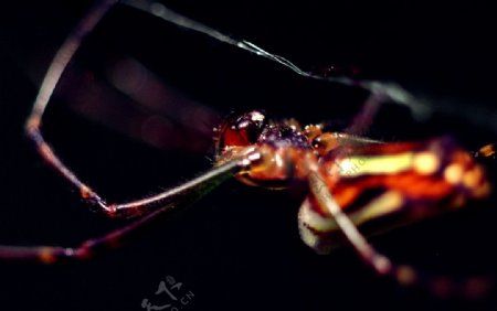 蜘蛛微距图片