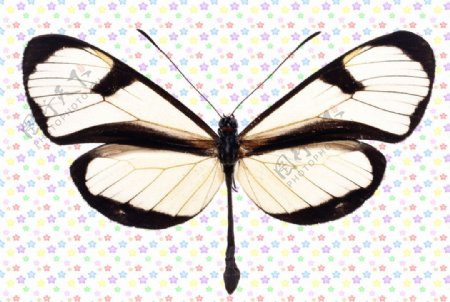 白色黑边蝴蝶图片
