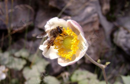 蜜蜂采花忙图片
