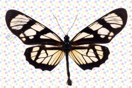 黑白色长尾蝴蝶图片