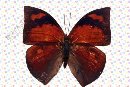 红叶黑边前翅蝴蝶图片