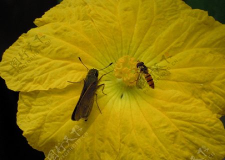 蝴蝶和蜜蜂图片