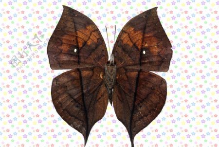 深褐色枯叶蝶图片