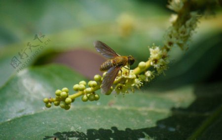 蜜蜂图片