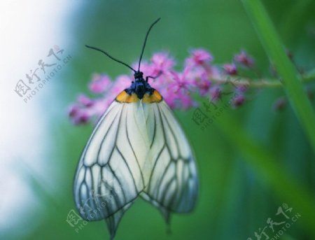 蝶和花图片
