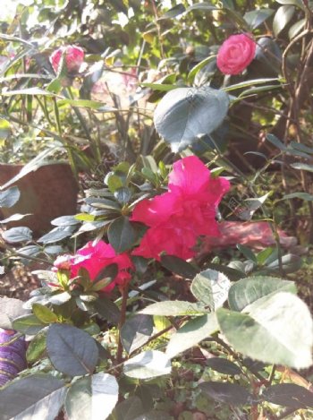 院前红茶花朵朵图片