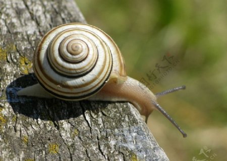 蜗牛图片
