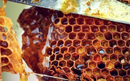正在刮蜂蜜的蜂巢图片