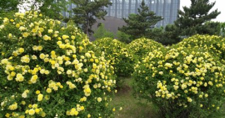 园林里盛开的黄玫瑰图片