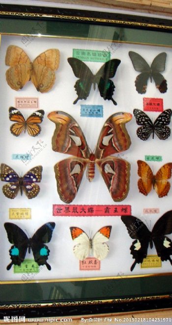 云南蝴蝶标本图片