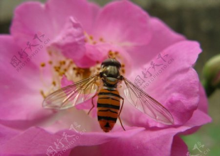 蜜蜂蔷薇花朵图片