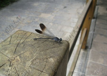 蓝色蜻蜓图片