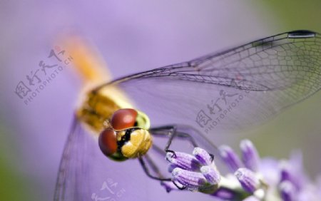 薰衣草上的蜻蜓图片