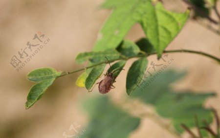 虫子和叶子图片