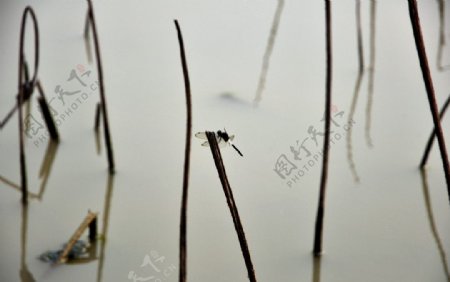 蜻蜓残荷图片