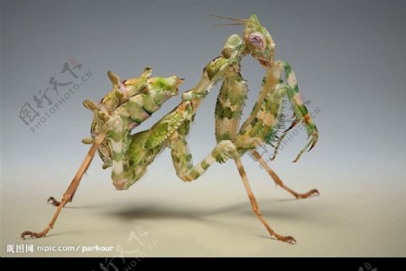 怪异的螳螂图片