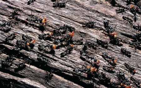 昆虫蚂蚁群图片