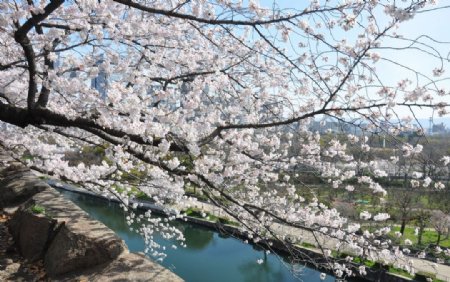 河畔樱花树图片