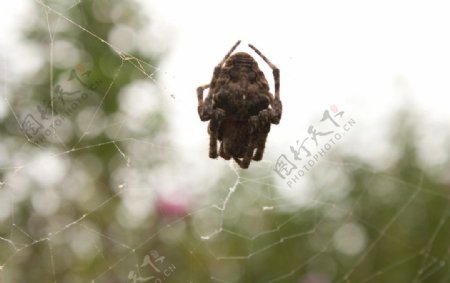蜘蛛织网图片