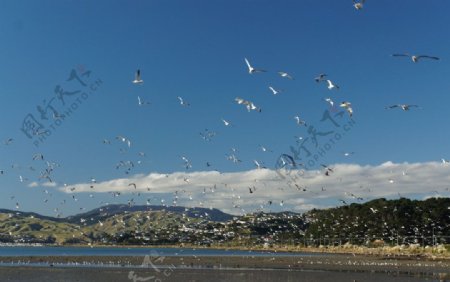 沙滩鸟群图片