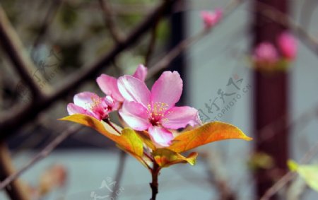 秋海棠图片